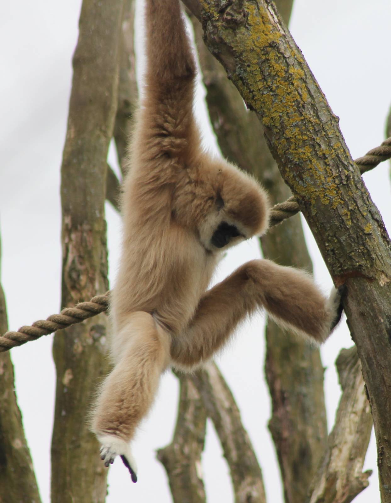 White-handed gibbon