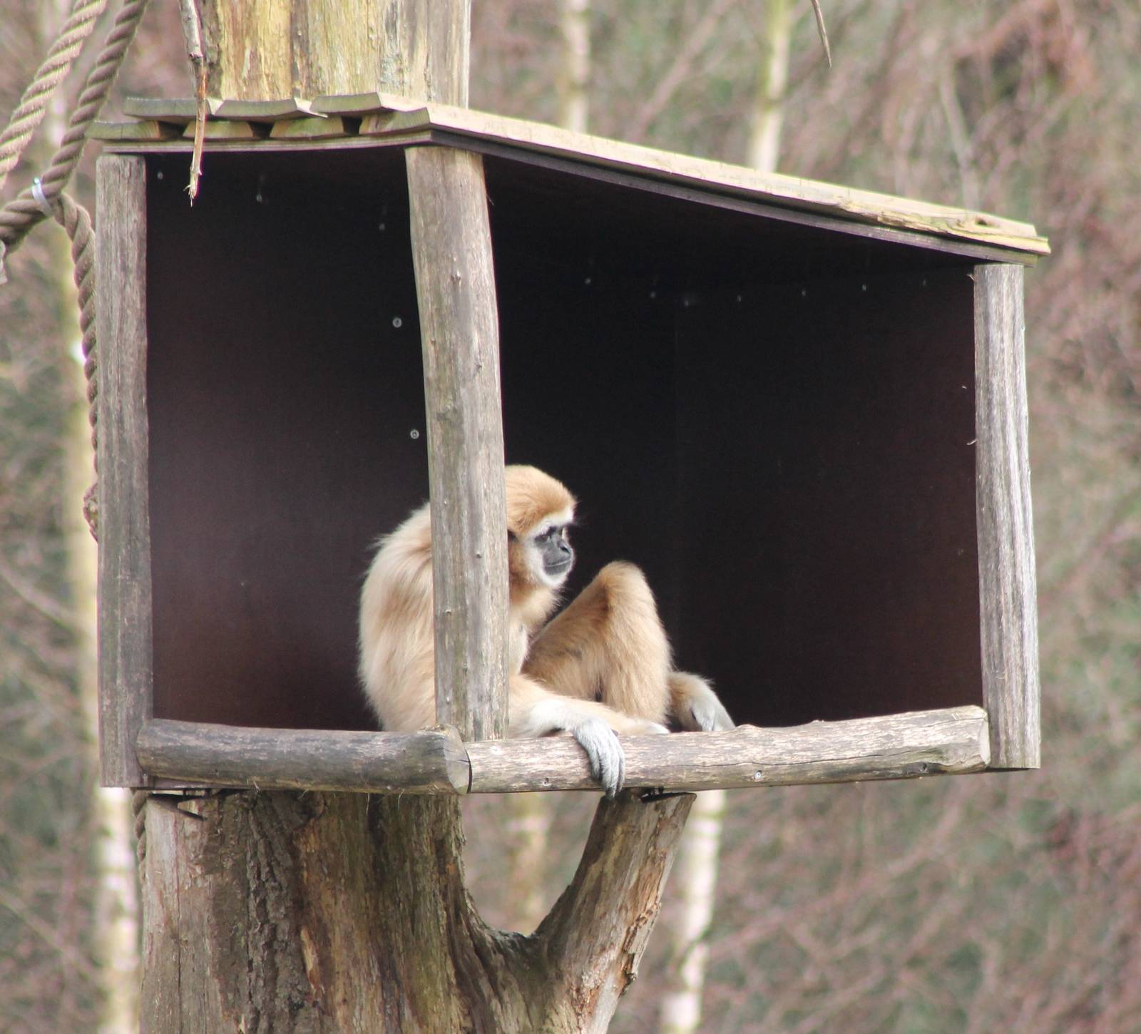 White-handed gibbon