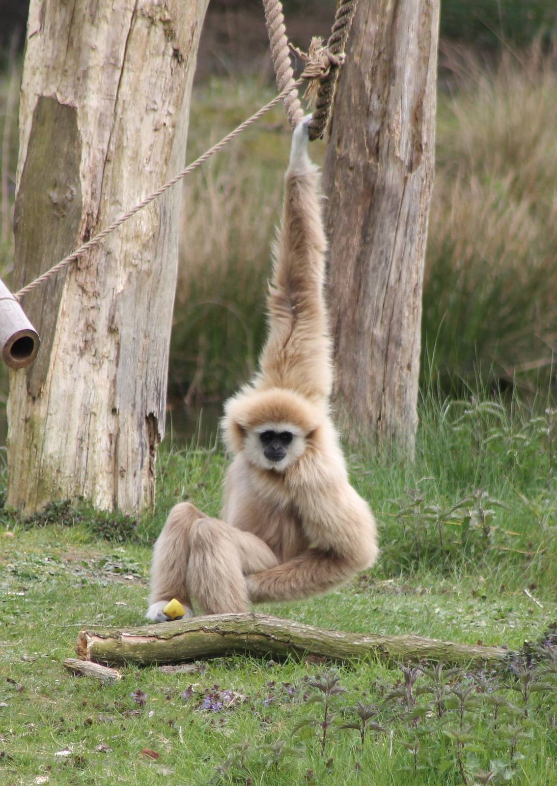 White-handed gibbon