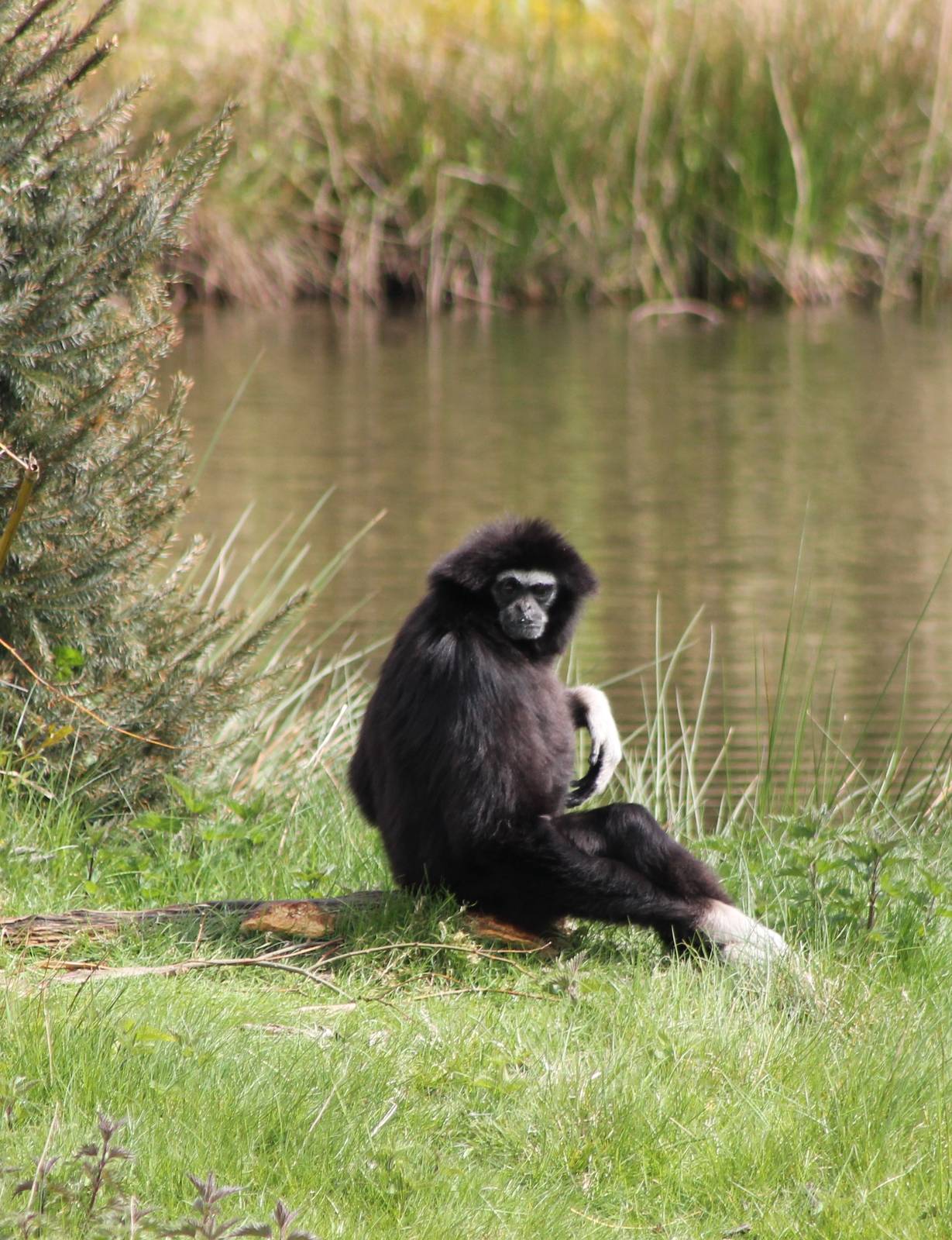 White-handed gibbon