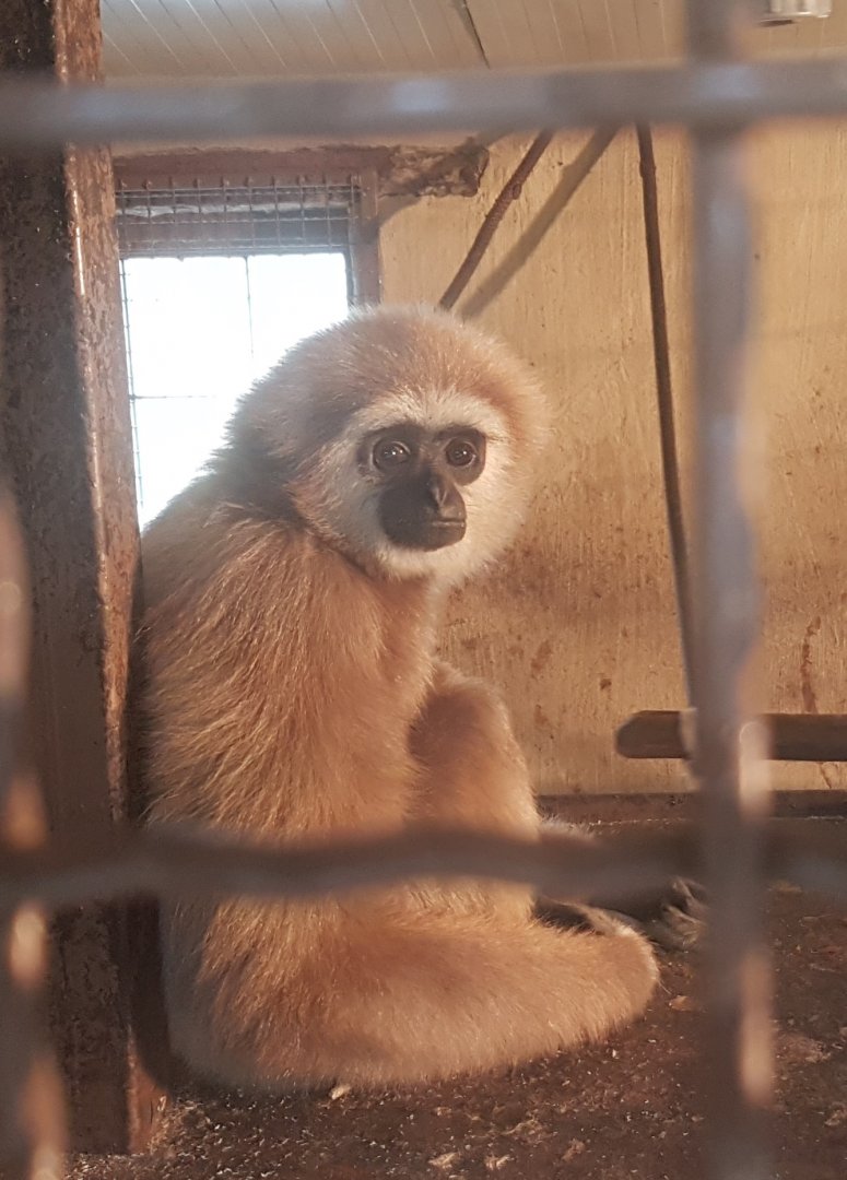 White-handed gibbon