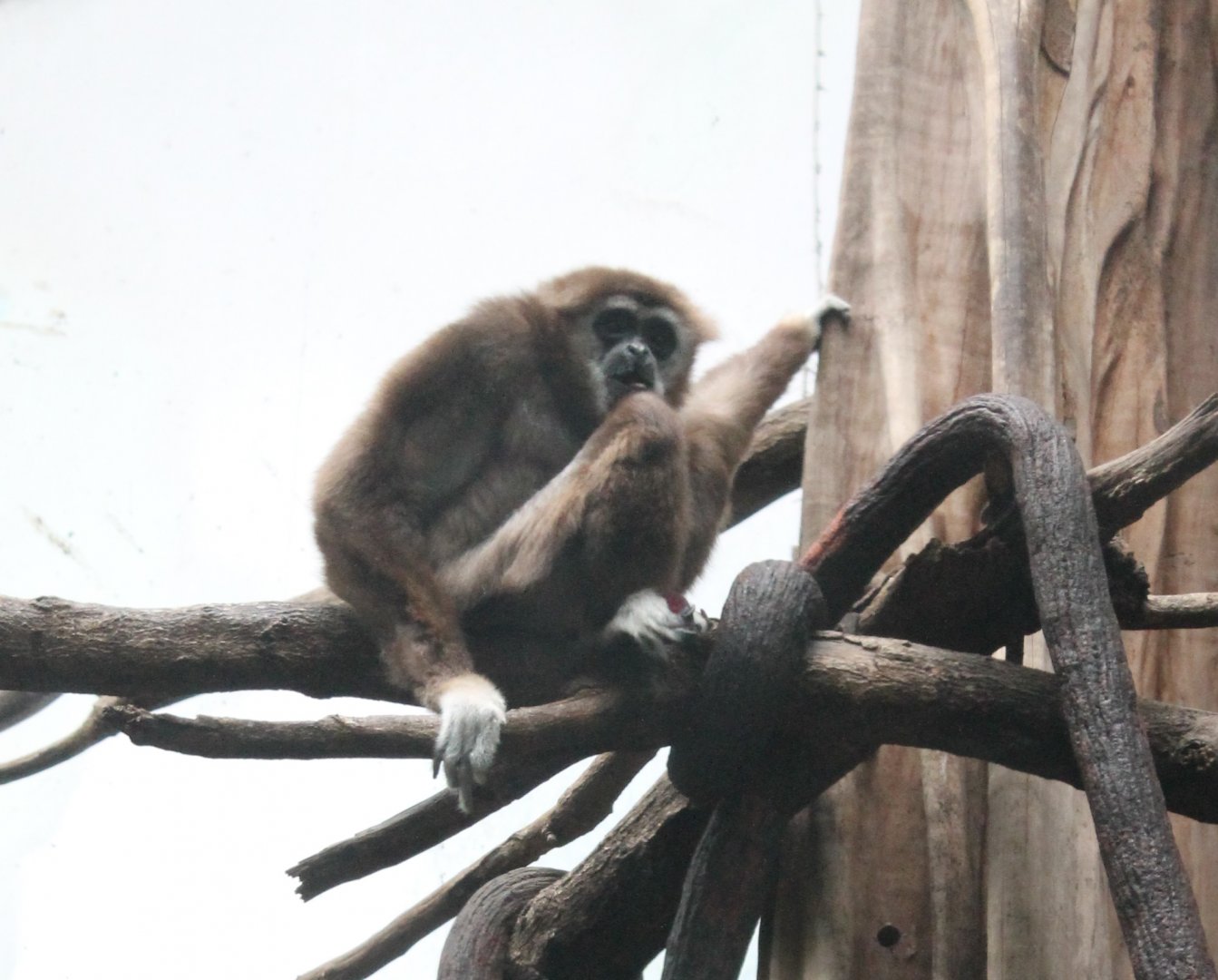 White-handed gibbon