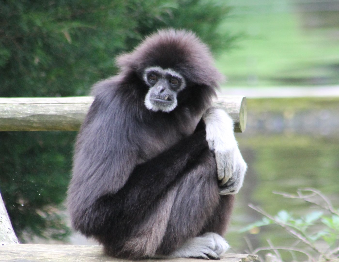 White-handed gibbon