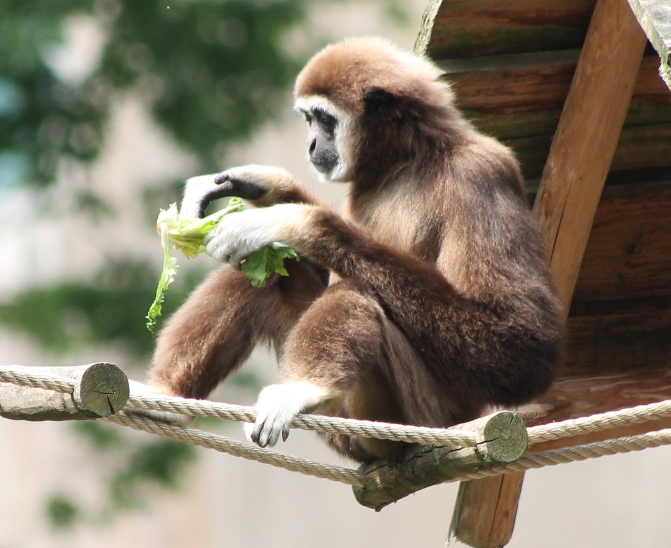 White-handed gibbon