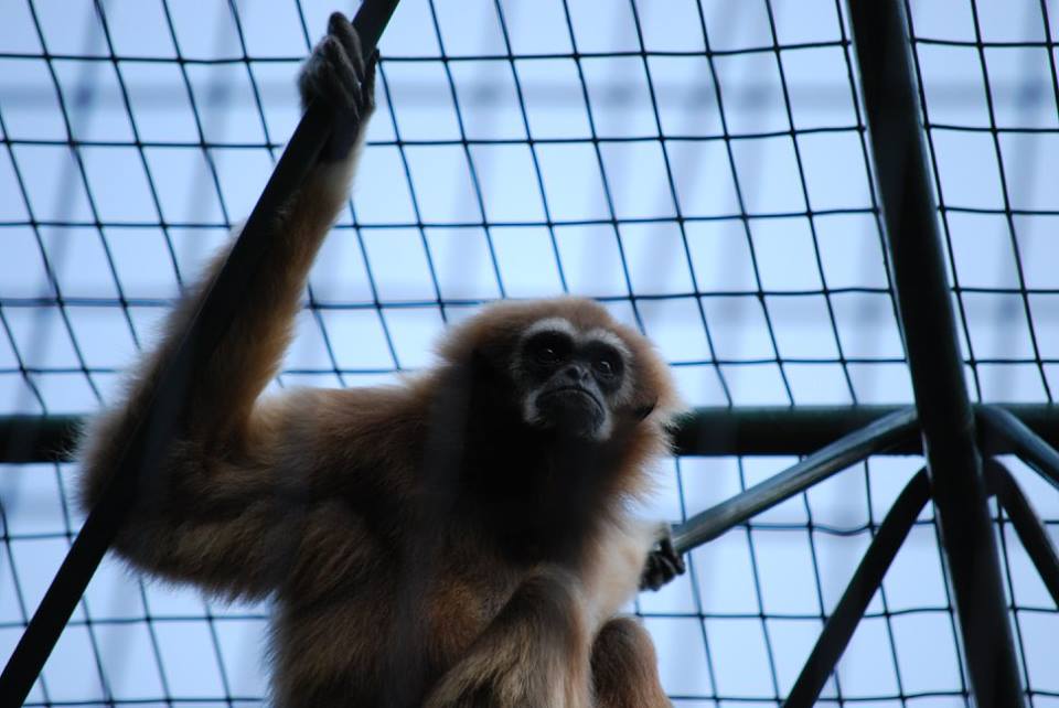 White-Handed Gibbon