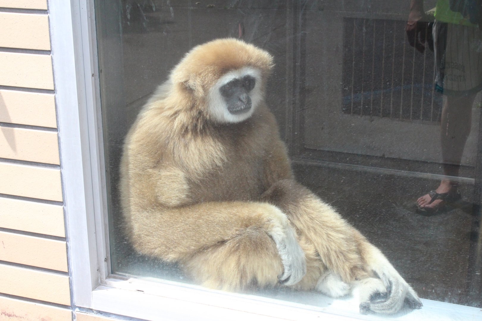White-handed gibbon