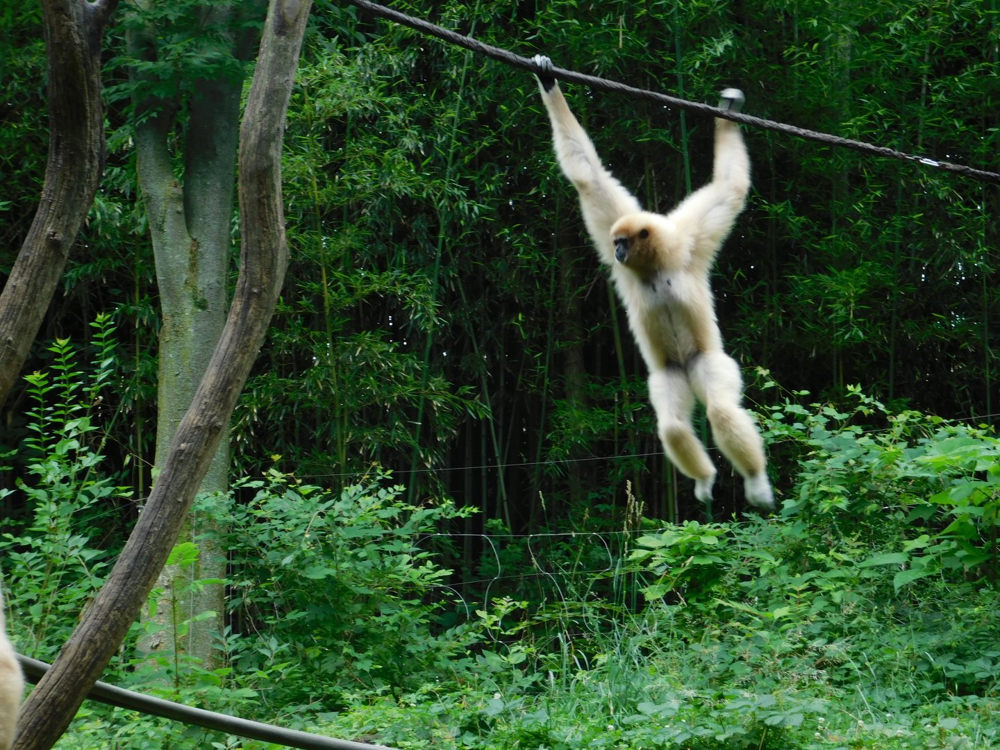 White-Handed Gibbon