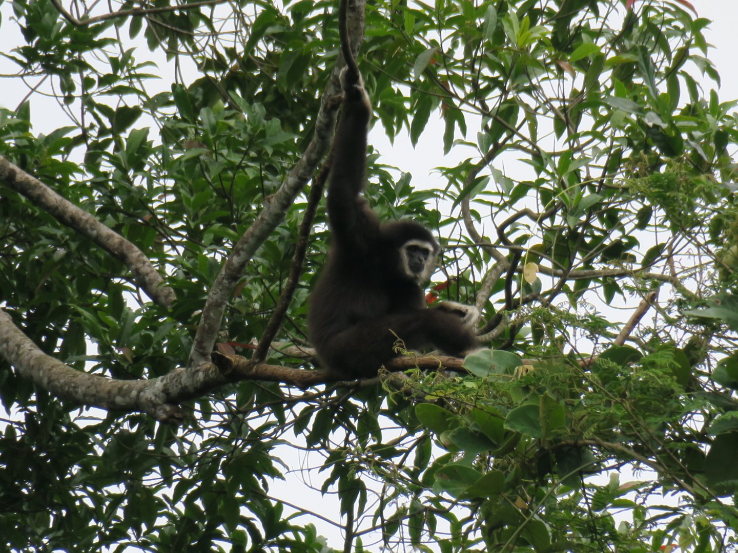 white-handed gibbon