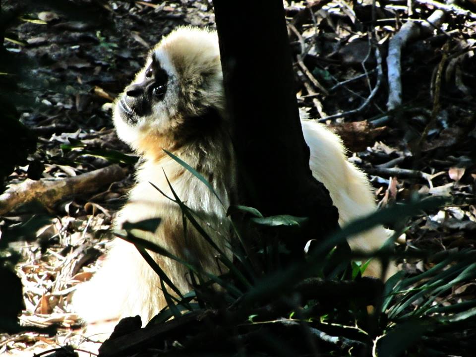White-handed Gibbon