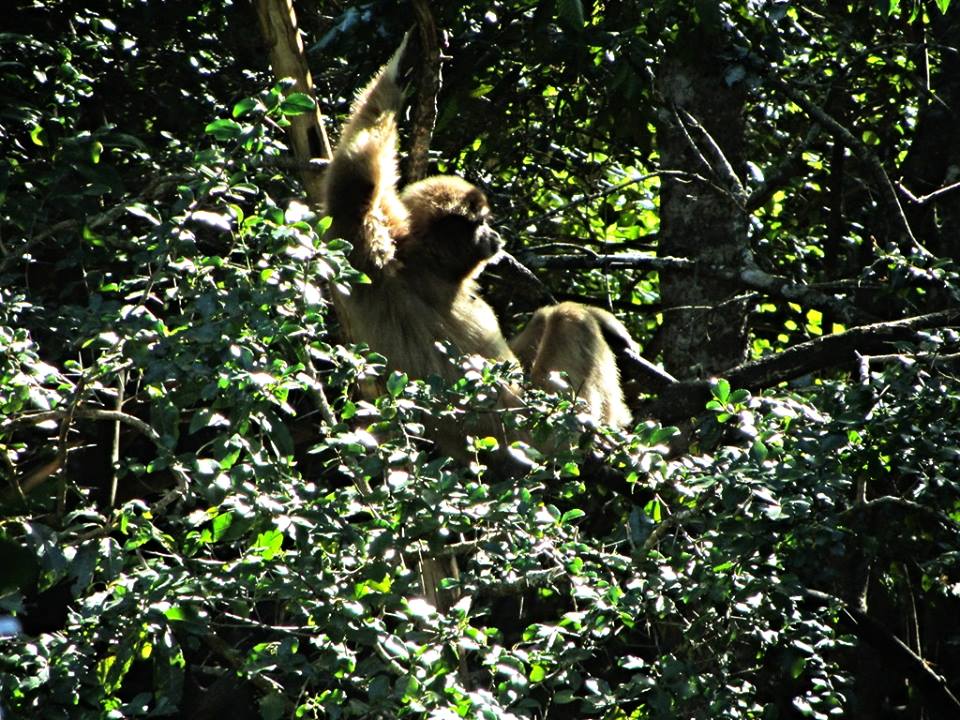 White-handed Gibbon