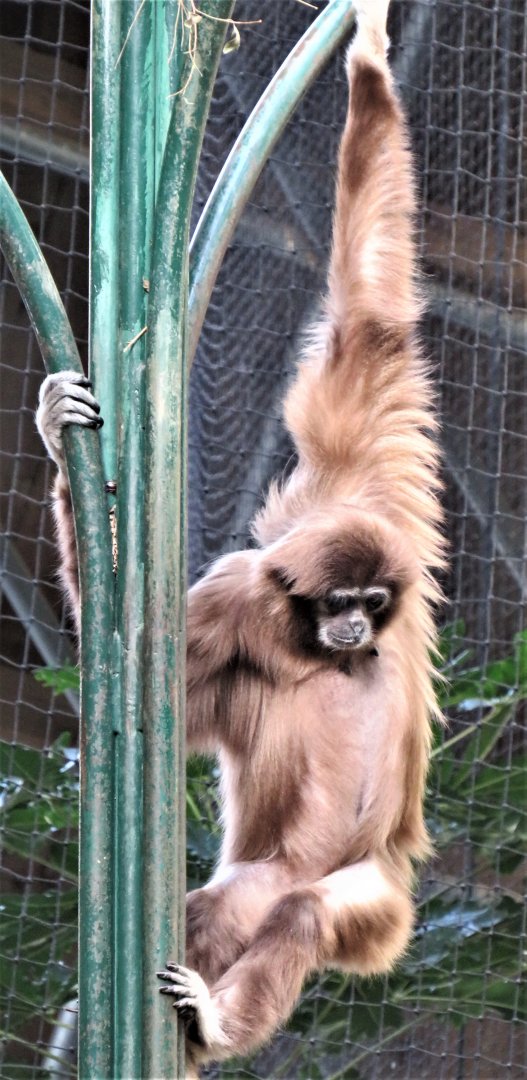 White-handed gibbon