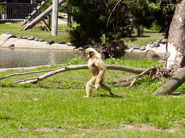 White Handed Gibbon