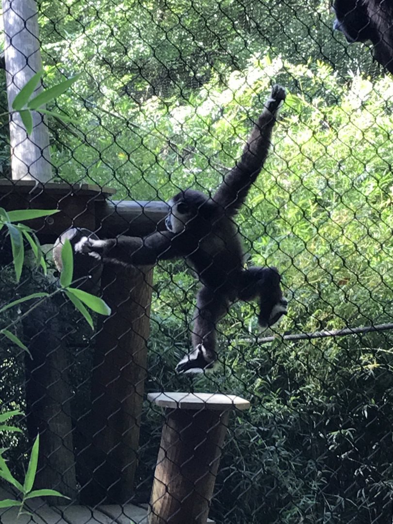 White-handed gibbon