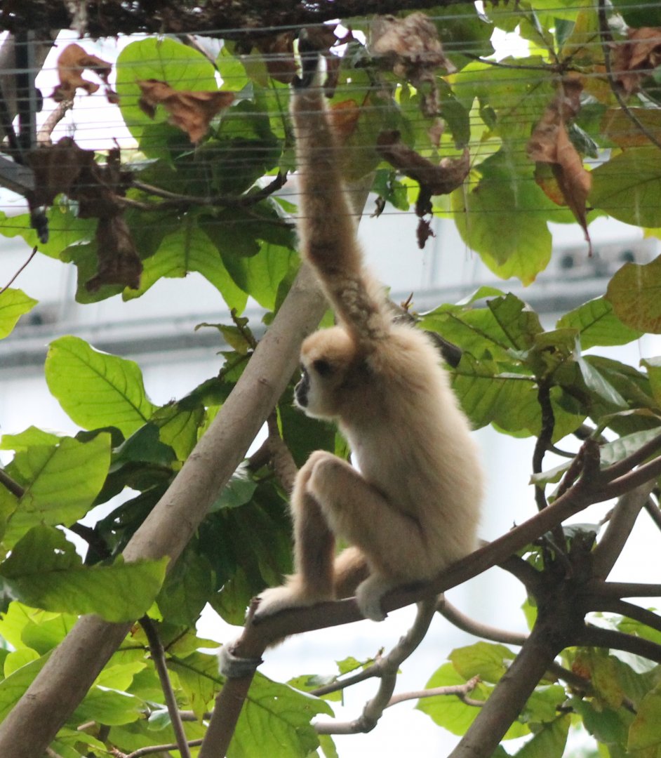 White-handed gibbon