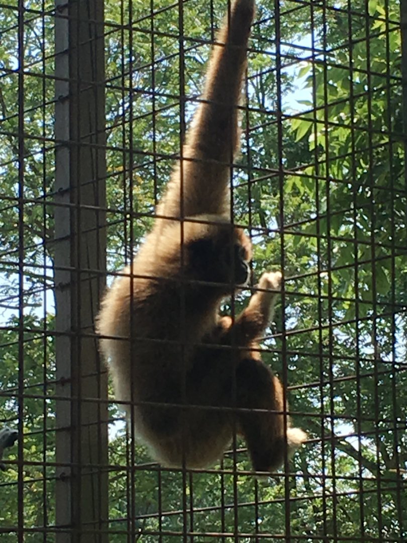 White-Handed Gibbon