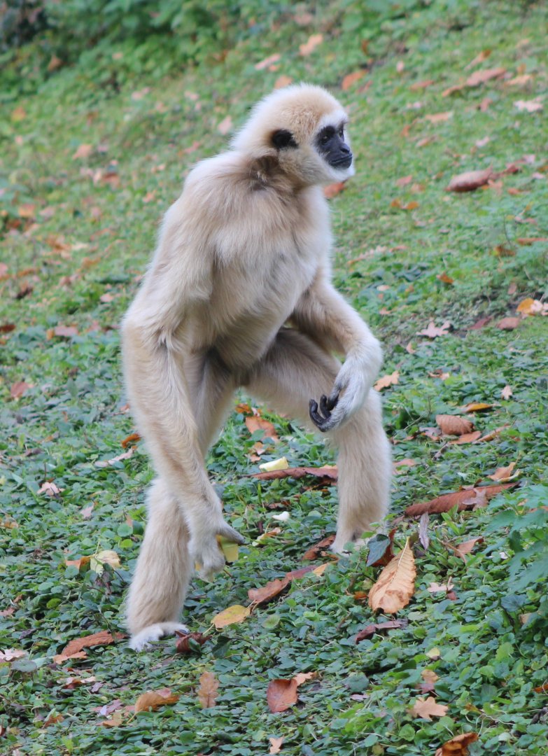 White-handed gibbon