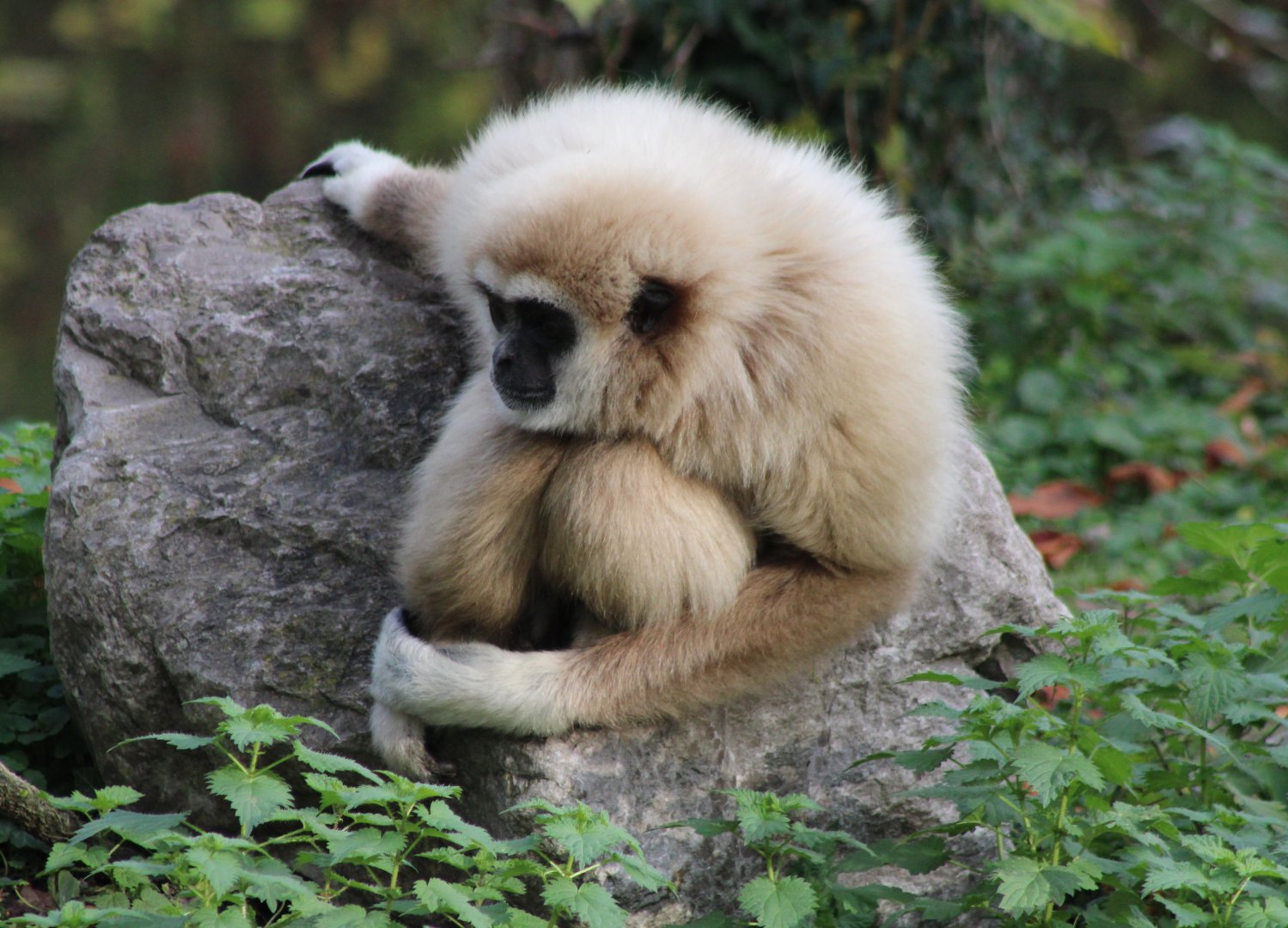 White-handed gibbon