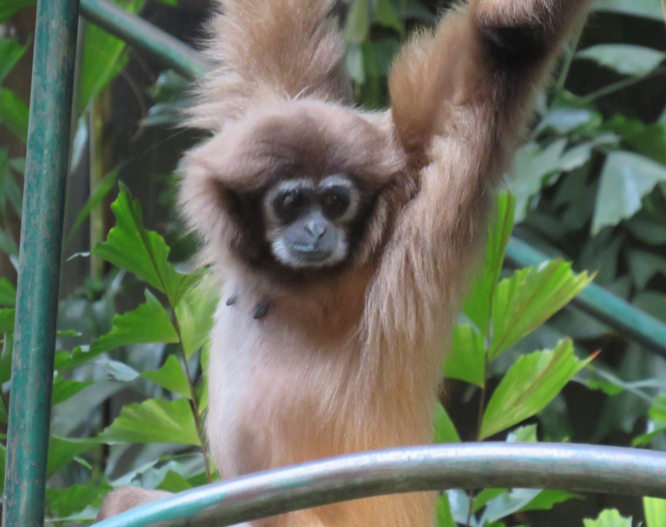 White-handed gibbon