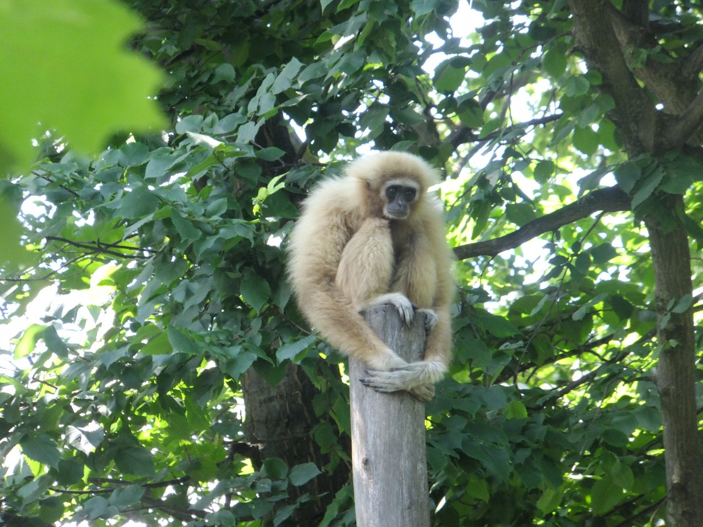 White-handed gibbon