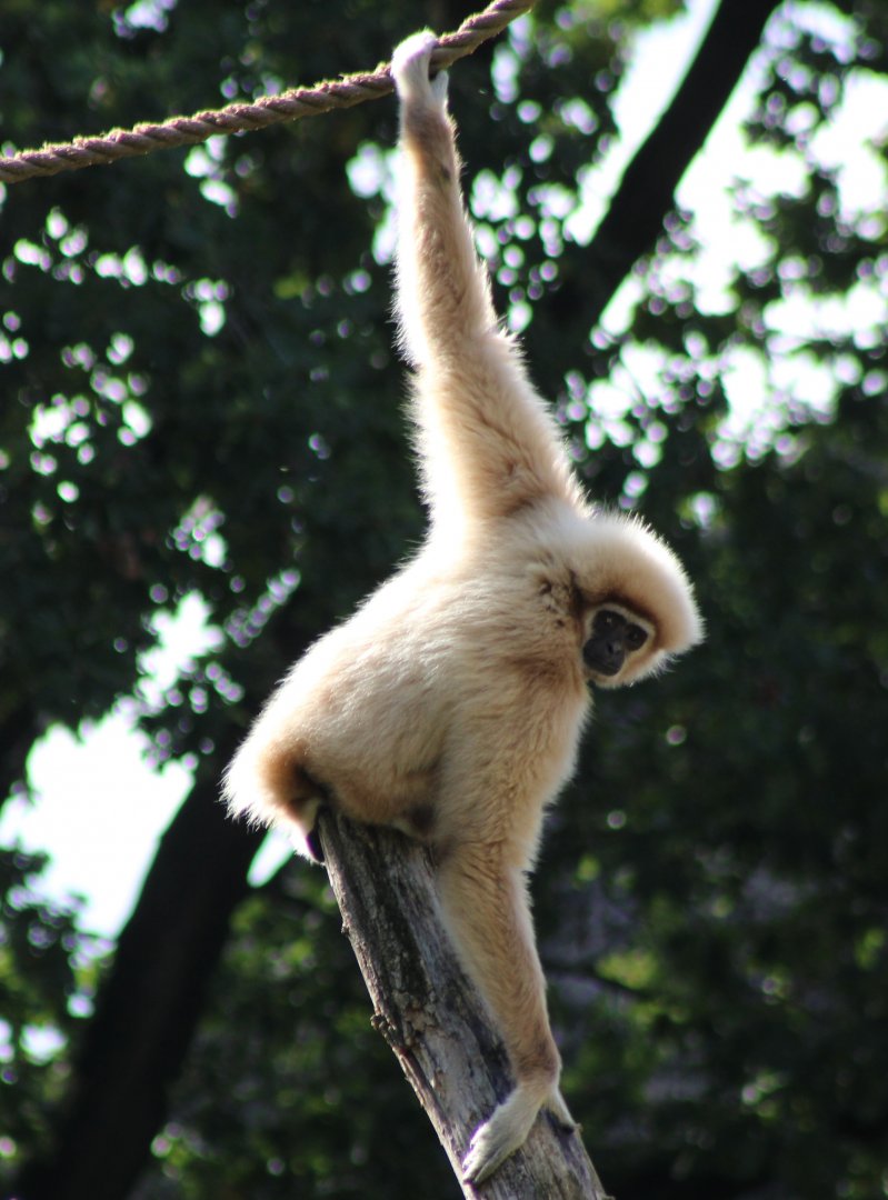 White-handed gibbon