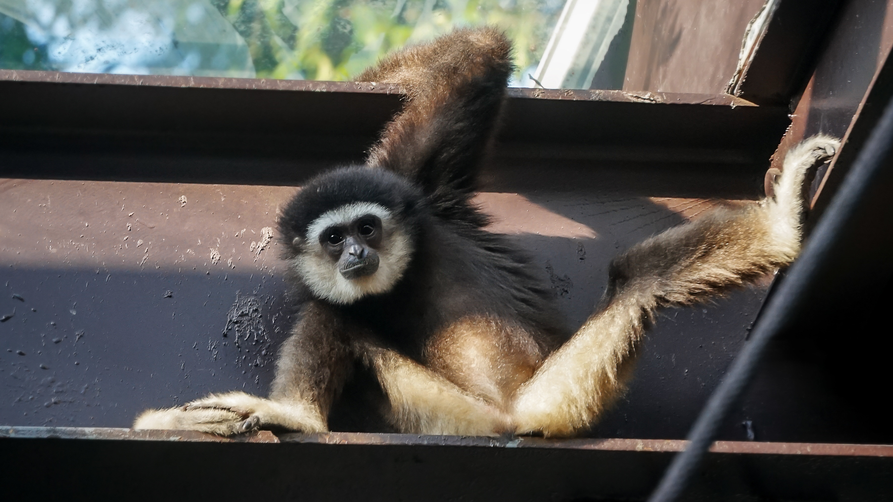 White-handed gibbon