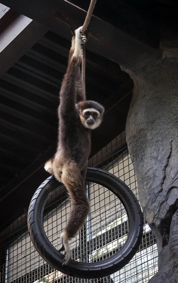 White-handed gibbon