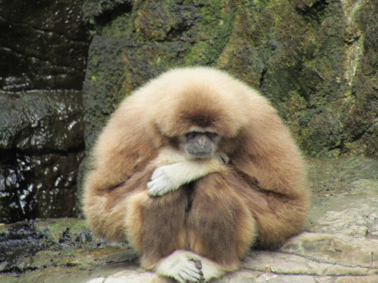 White Handed Gibbon