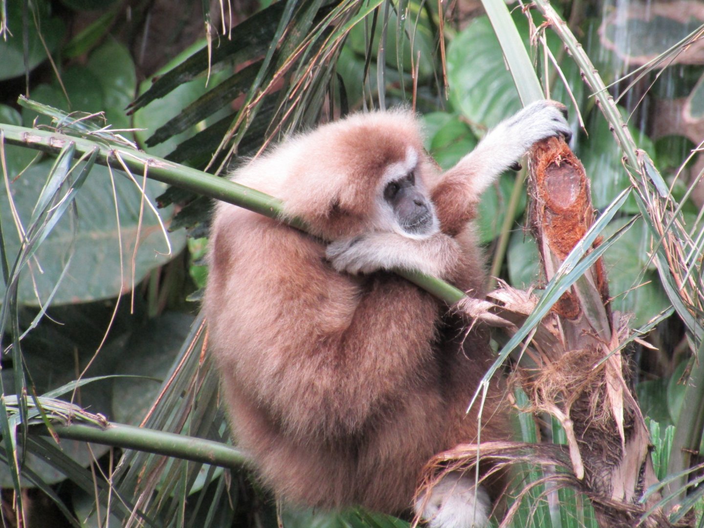 White Handed Gibbon
