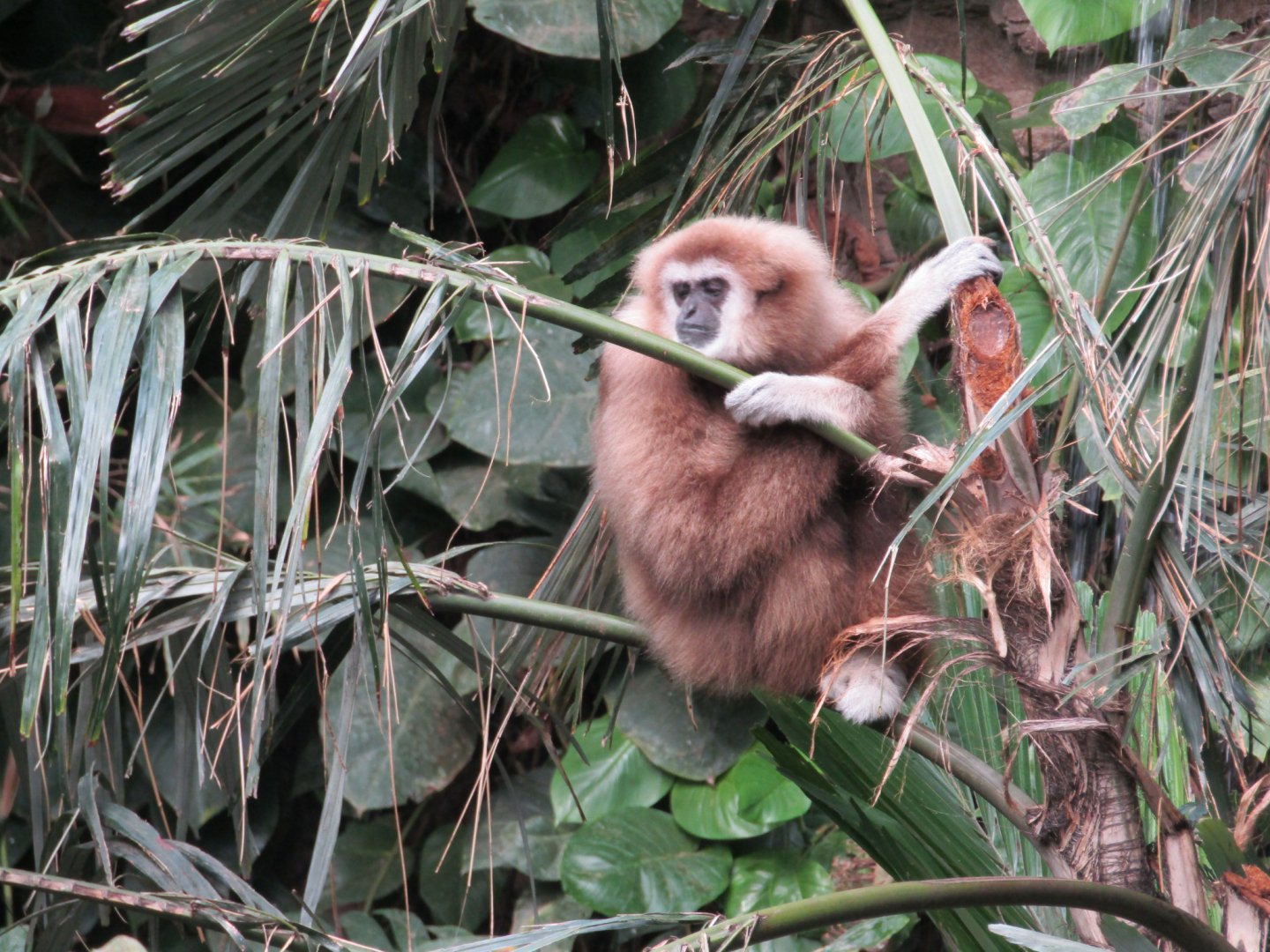 White Handed Gibbon