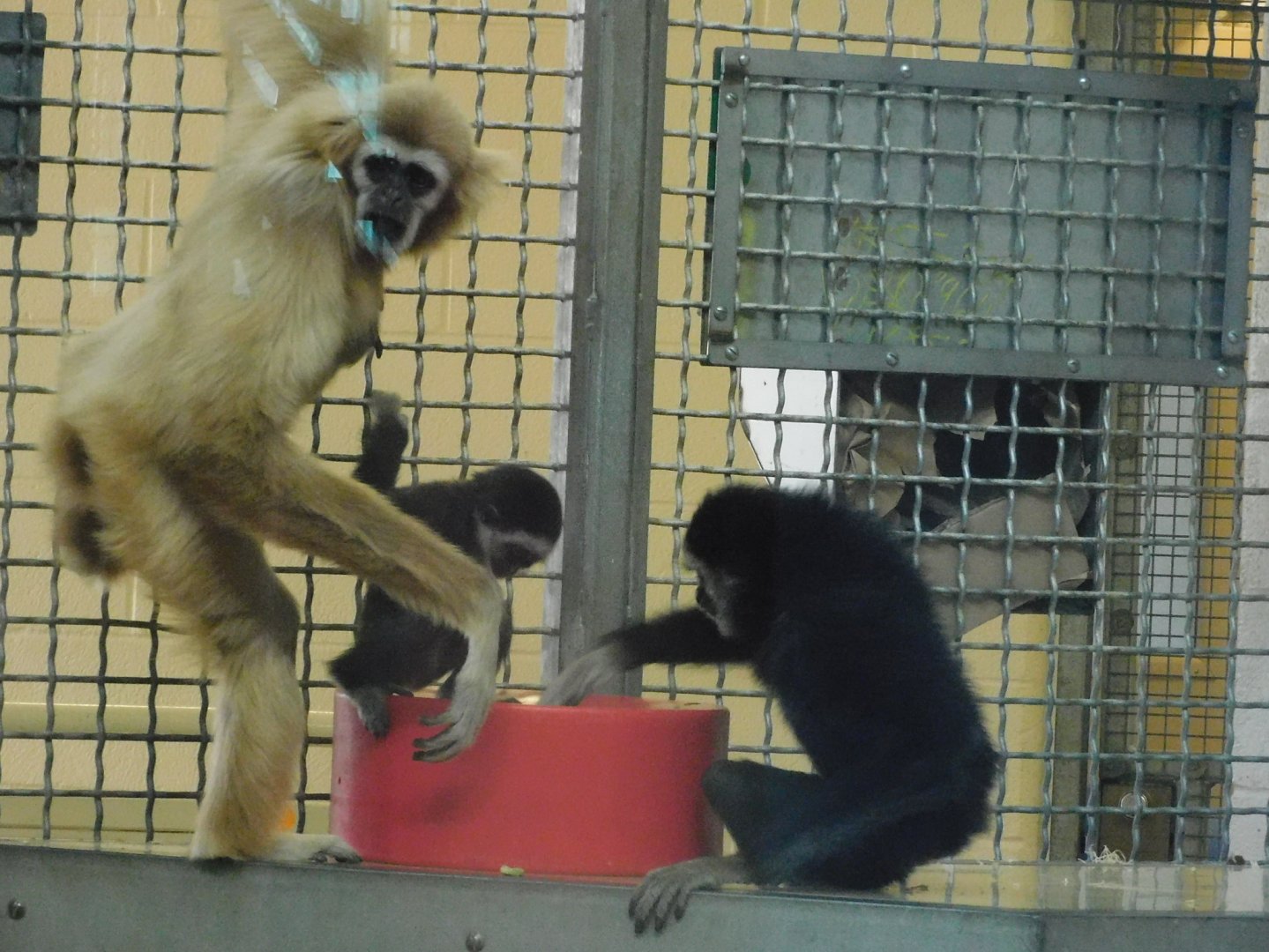 White handed gibbon