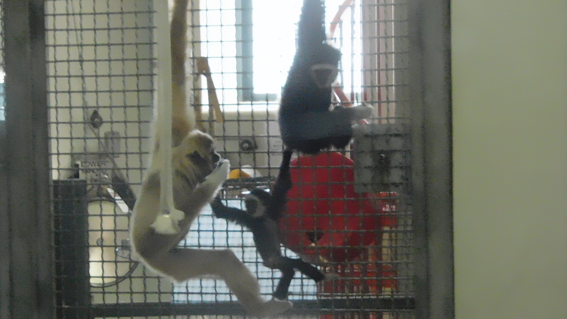 White handed gibbon