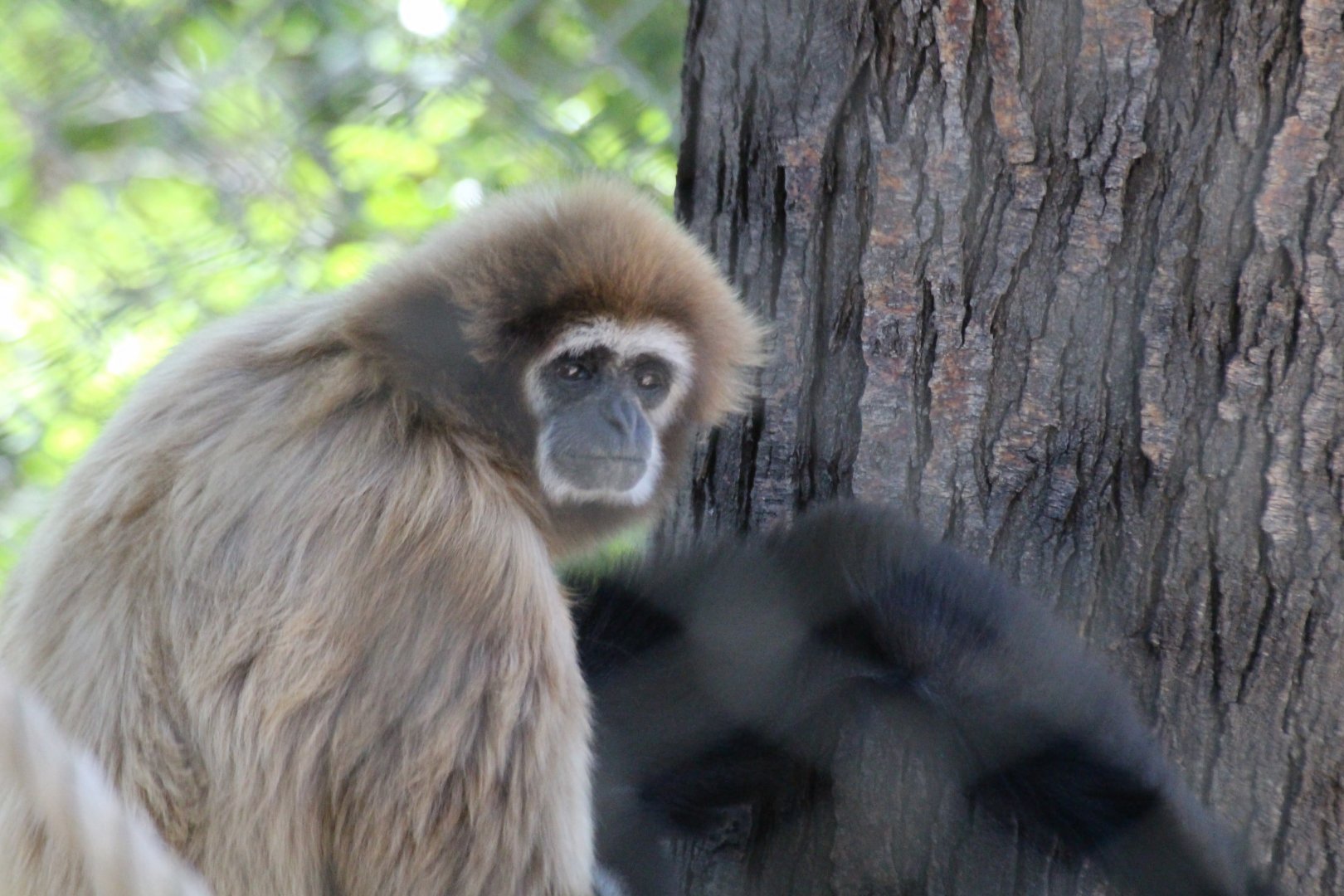 White-handed Gibbon