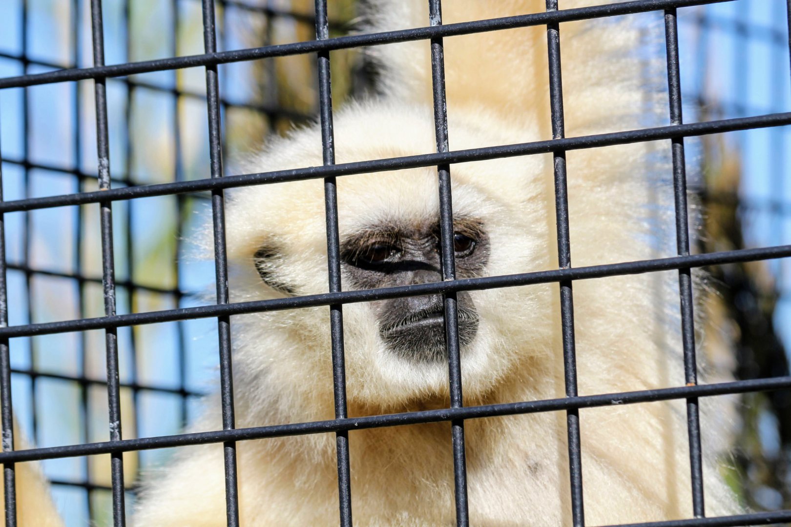 White-handed Gibbon