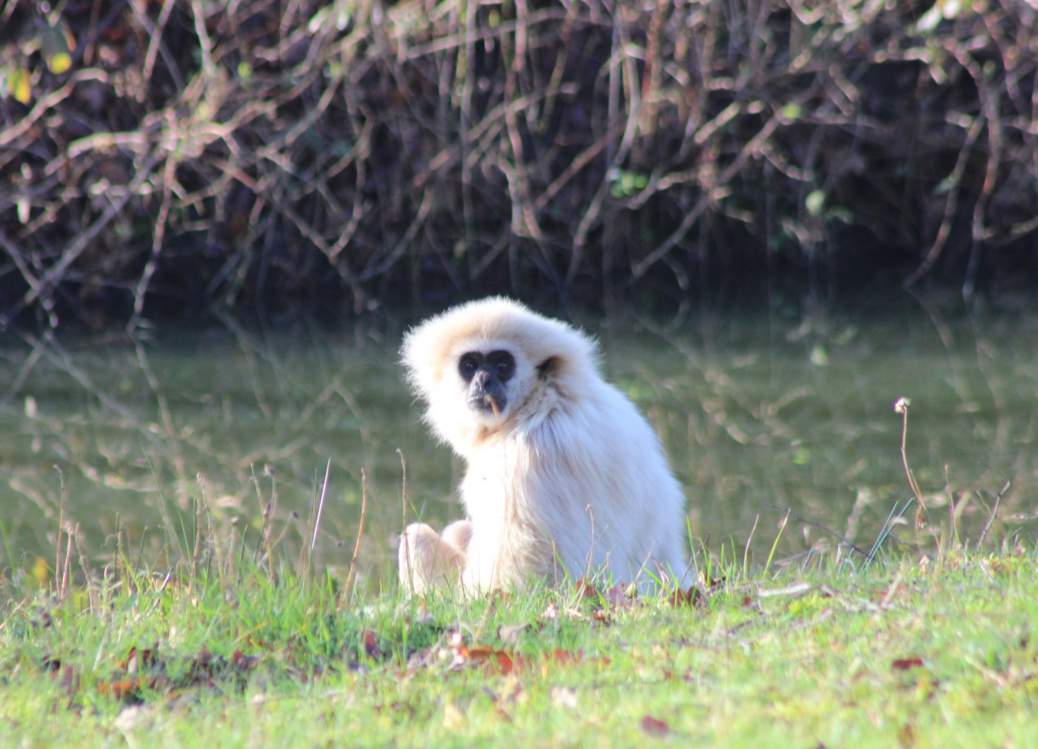 White-handed gibbon