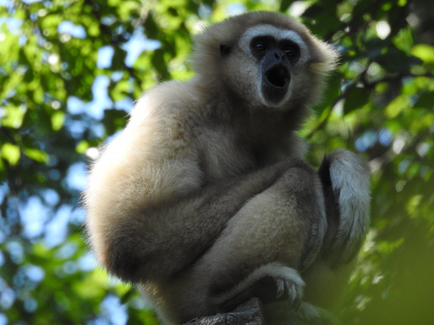 White-handed Gibbon