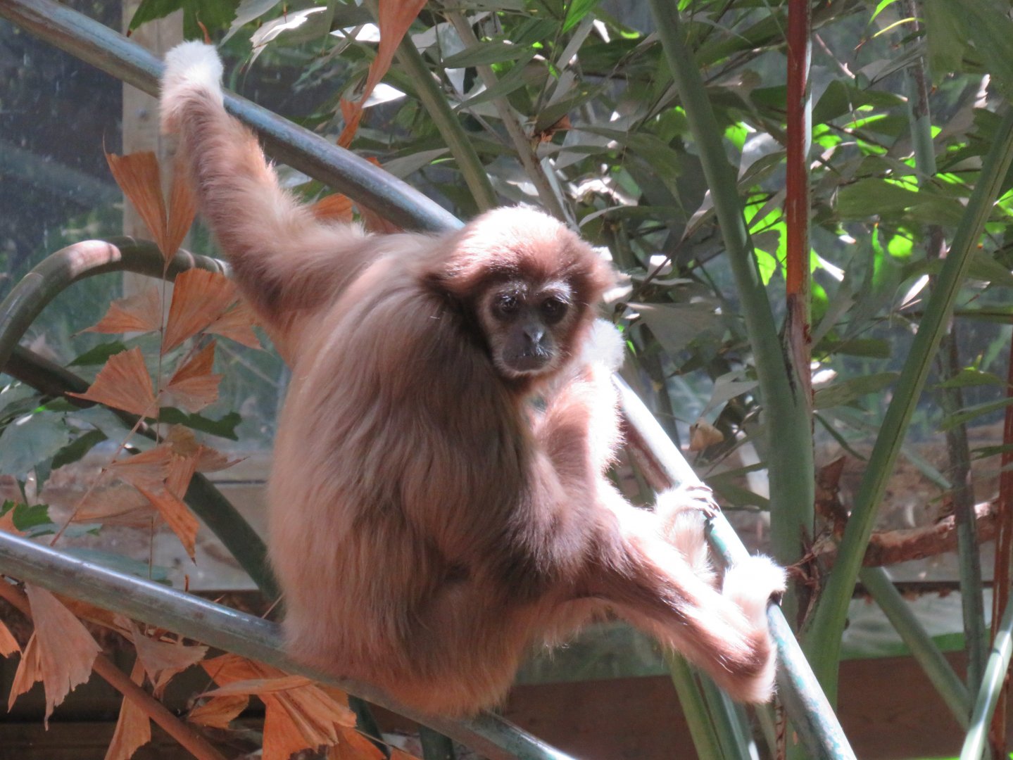 White-handed gibbon