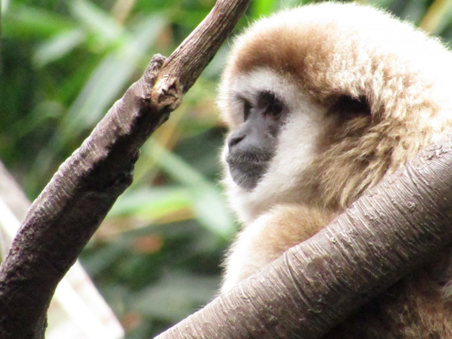White Handed Gibbon