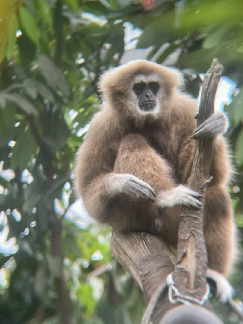 White-handed Gibbon