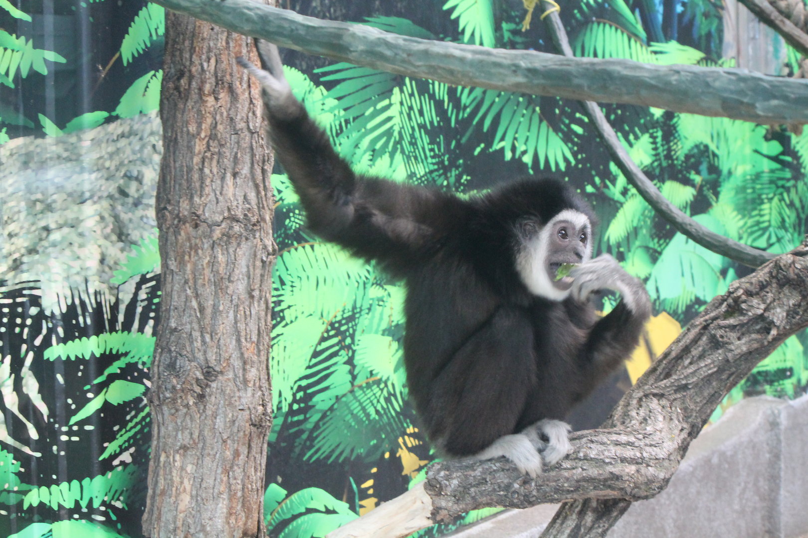 White-handed Gibbon