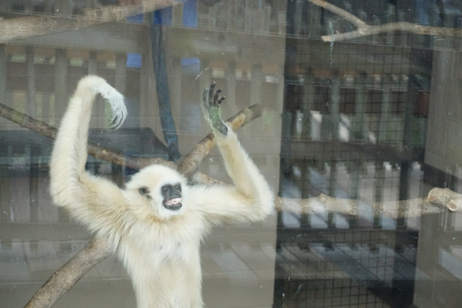 White Handed Gibbon