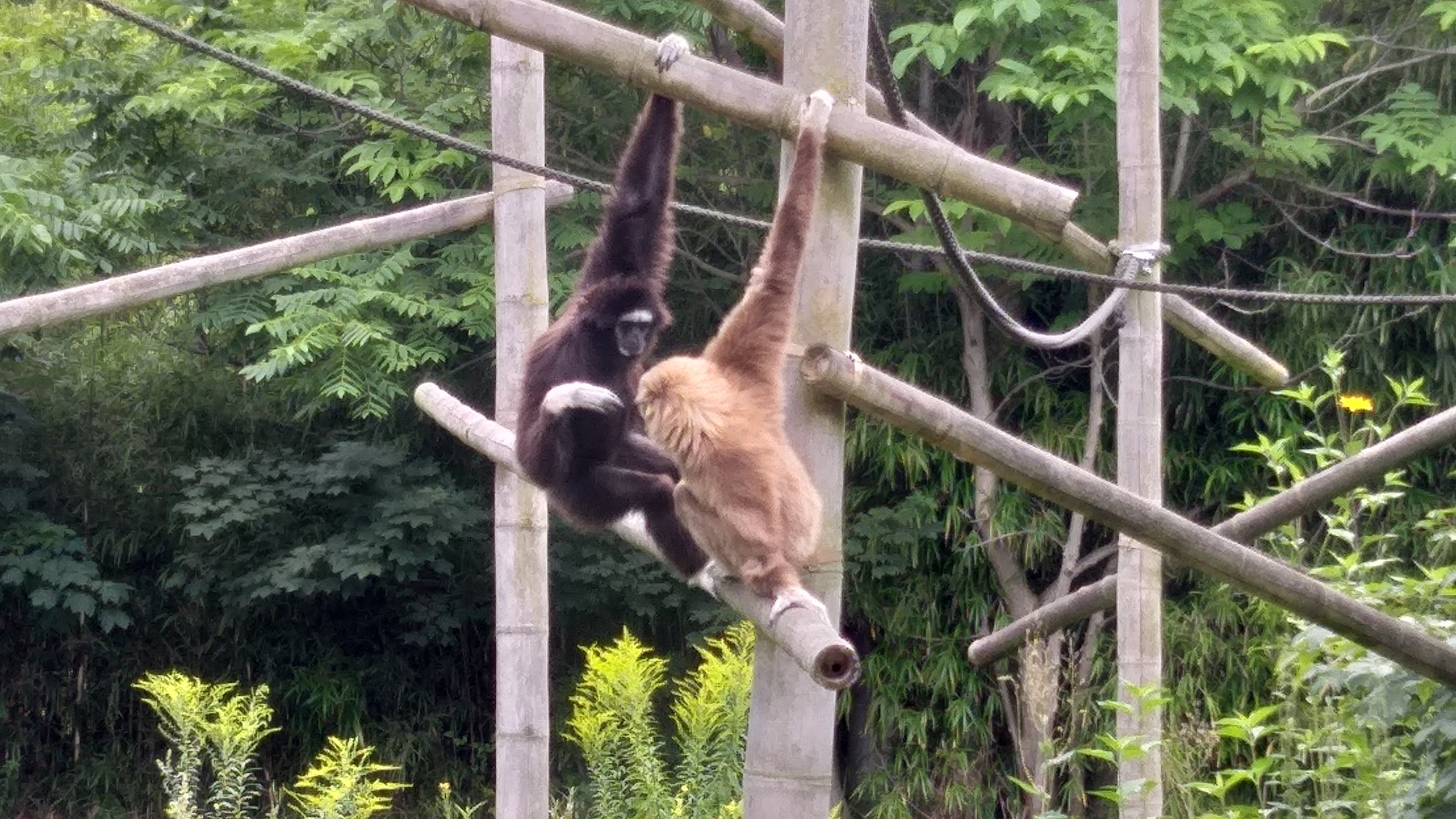 White handed gibbon