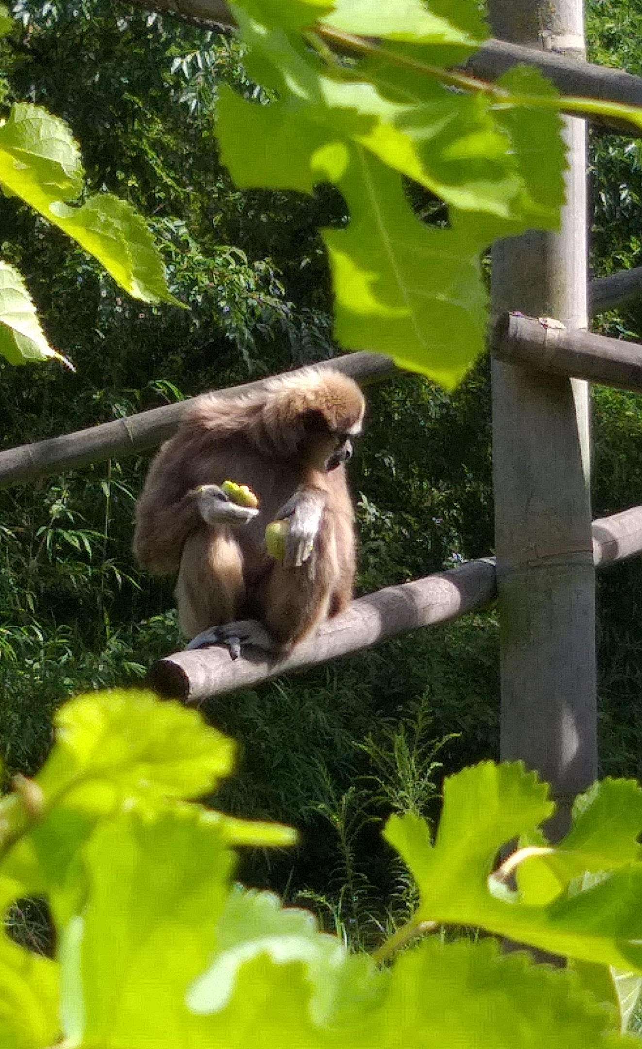 White handed gibbon
