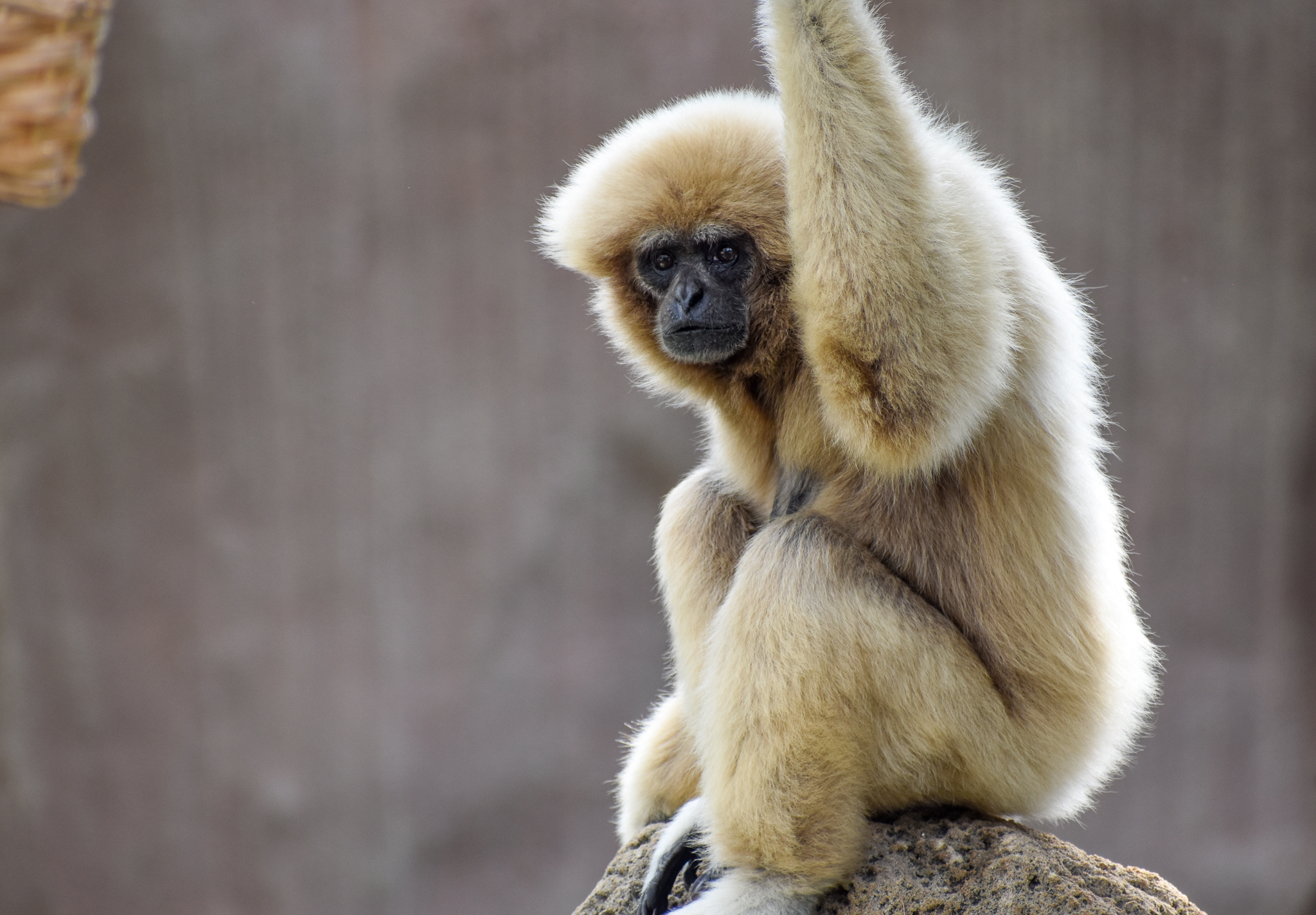 White-handed Gibbon