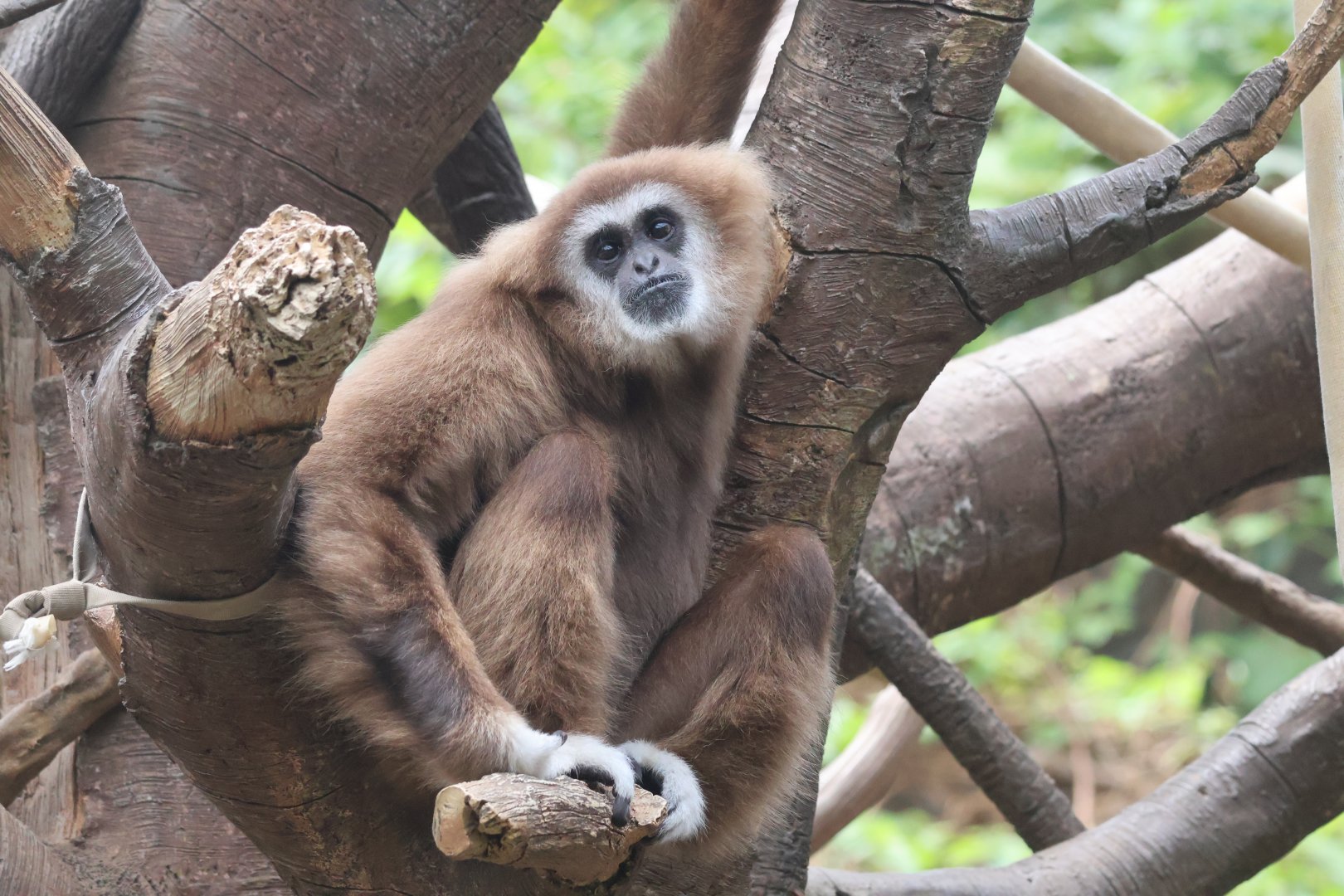 White Handed Gibbon
