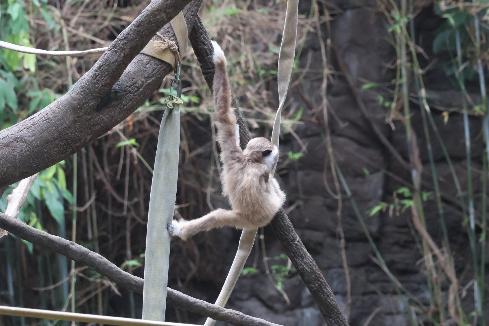White Handed Gibbon