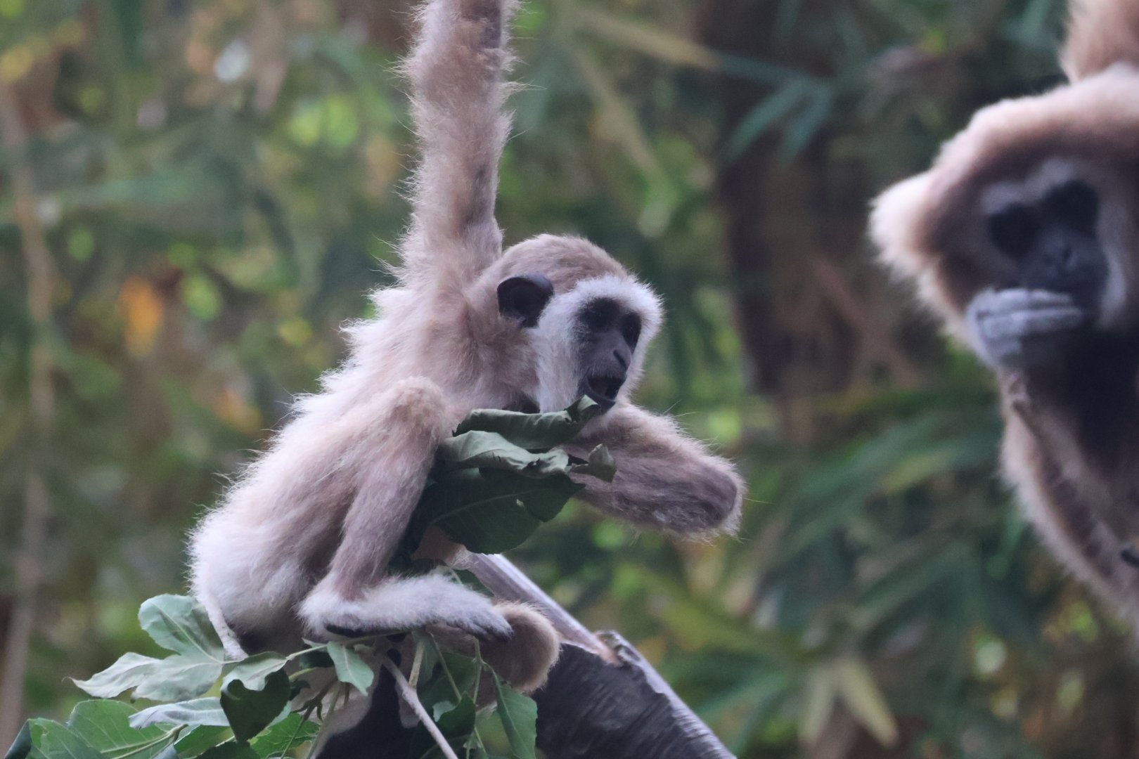 White Handed Gibbon
