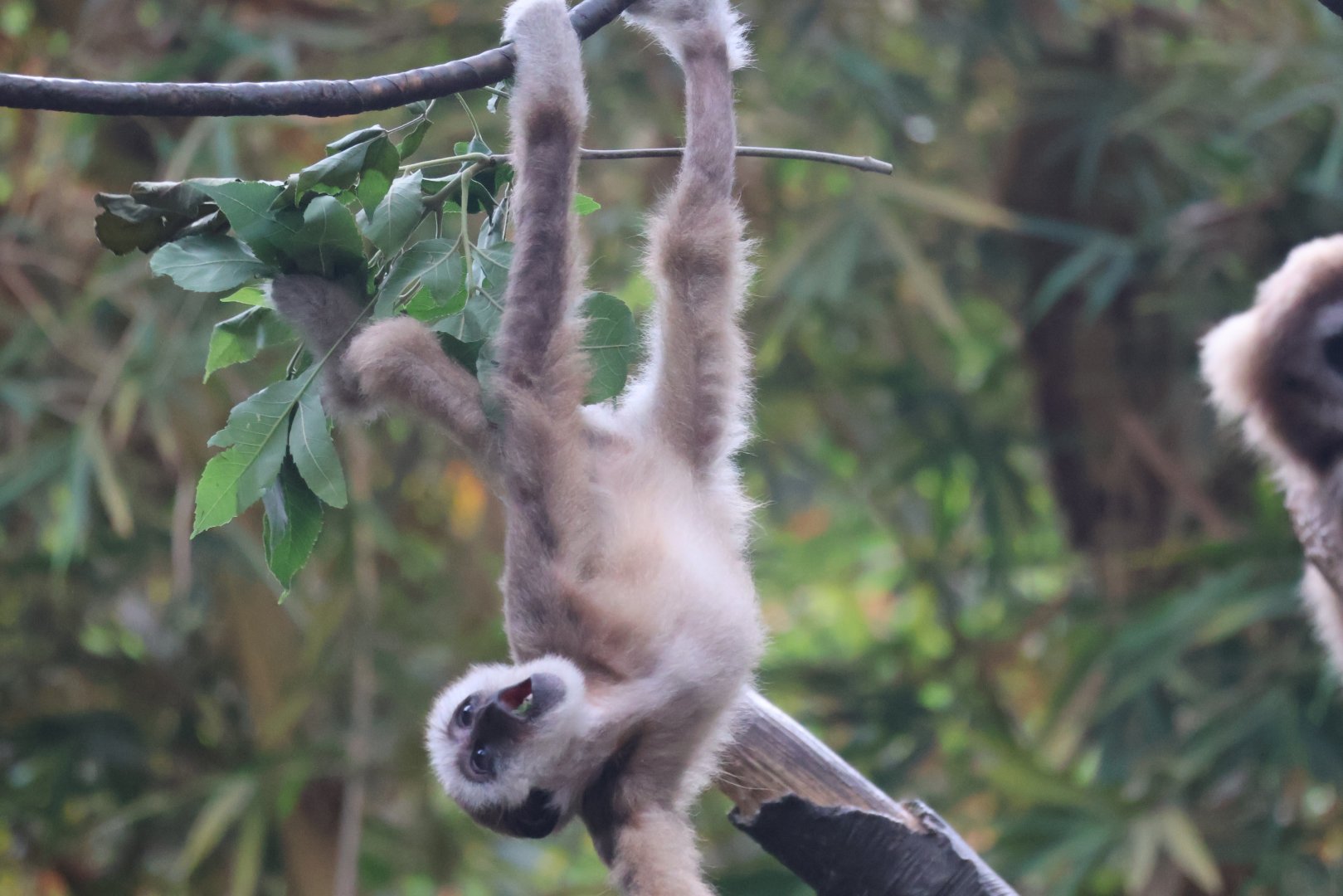 White Handed Gibbon