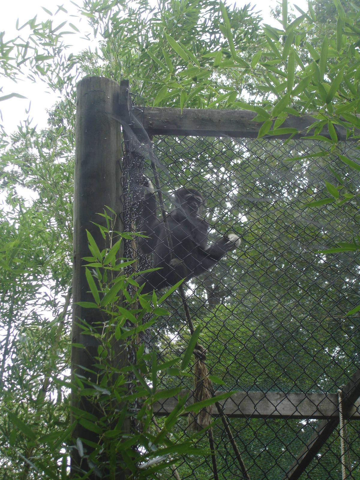 White-Handed Gibbon