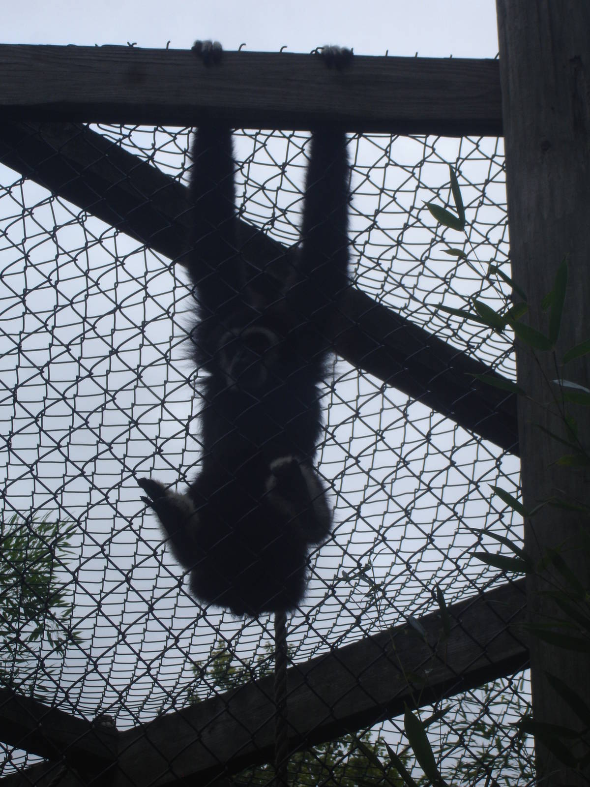 White-Handed Gibbon