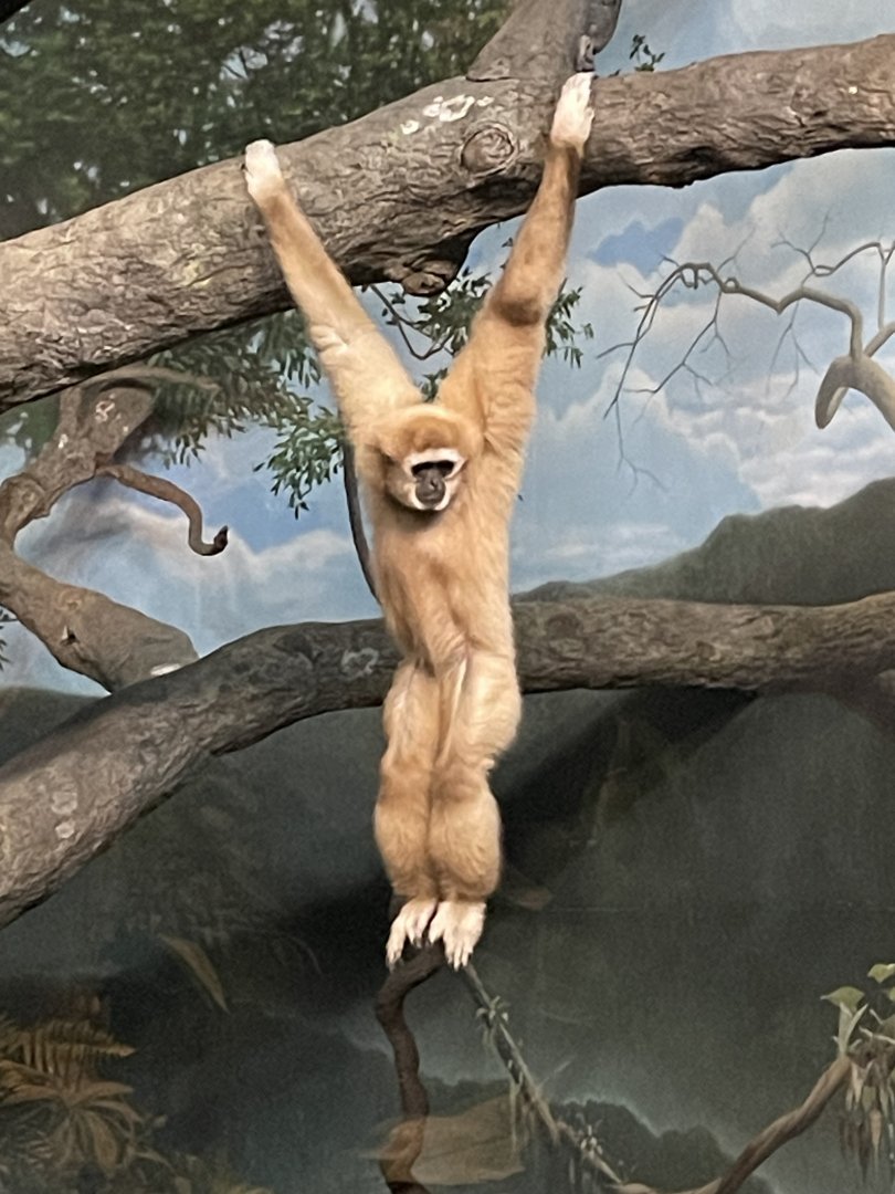 White Handed Gibbon